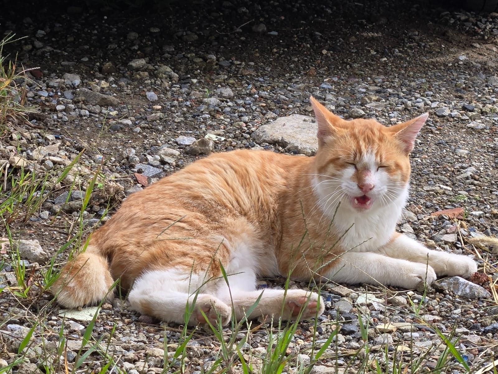 目撃された猫