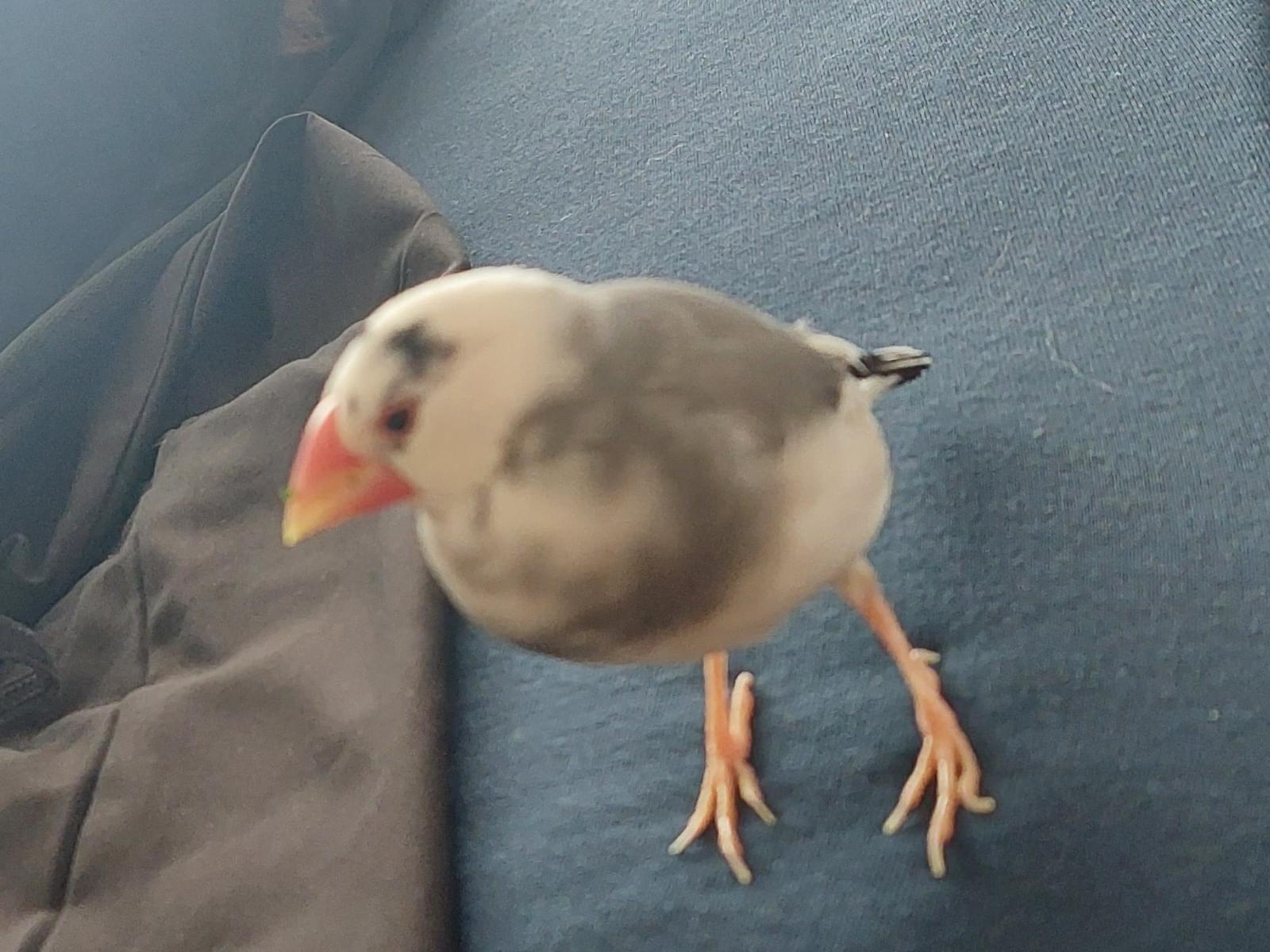 ぴーちゃん ぴーちゃん