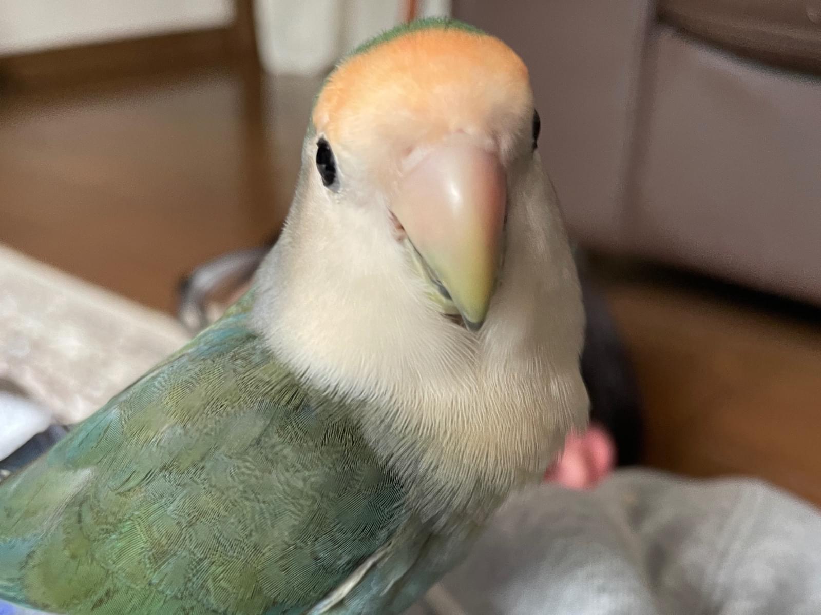 のんちゃん のんちゃん