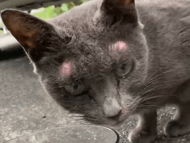 保護された猫 保護された猫