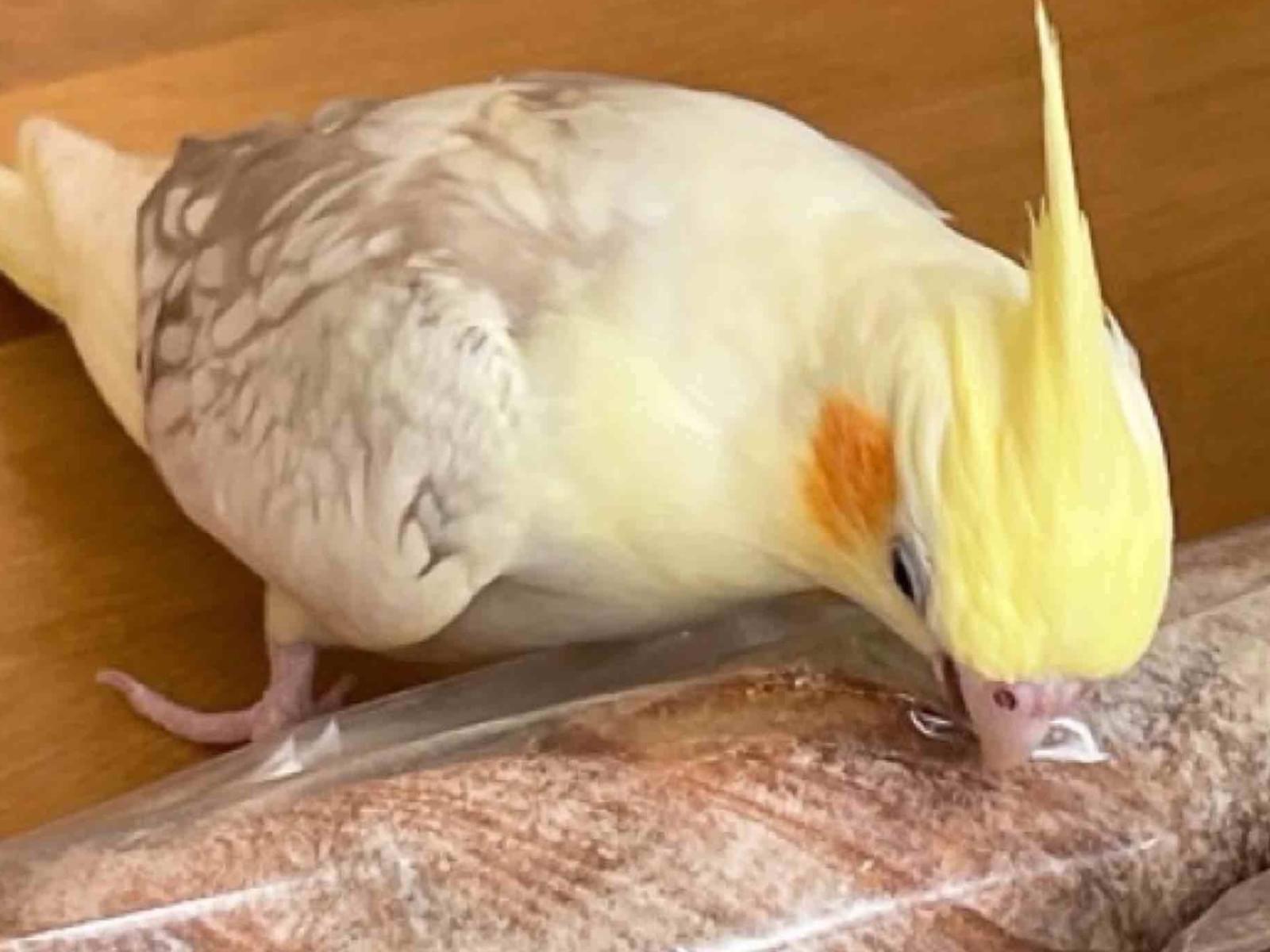 あとちゃん あとちゃん