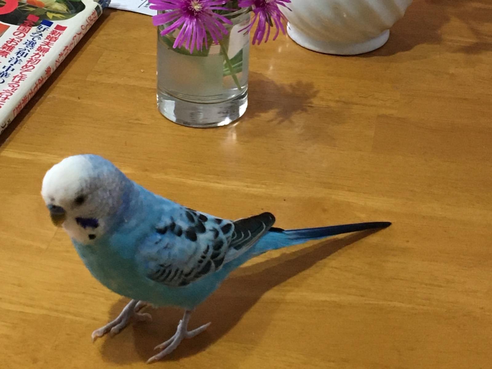 まーくんちゃん まーくんちゃん