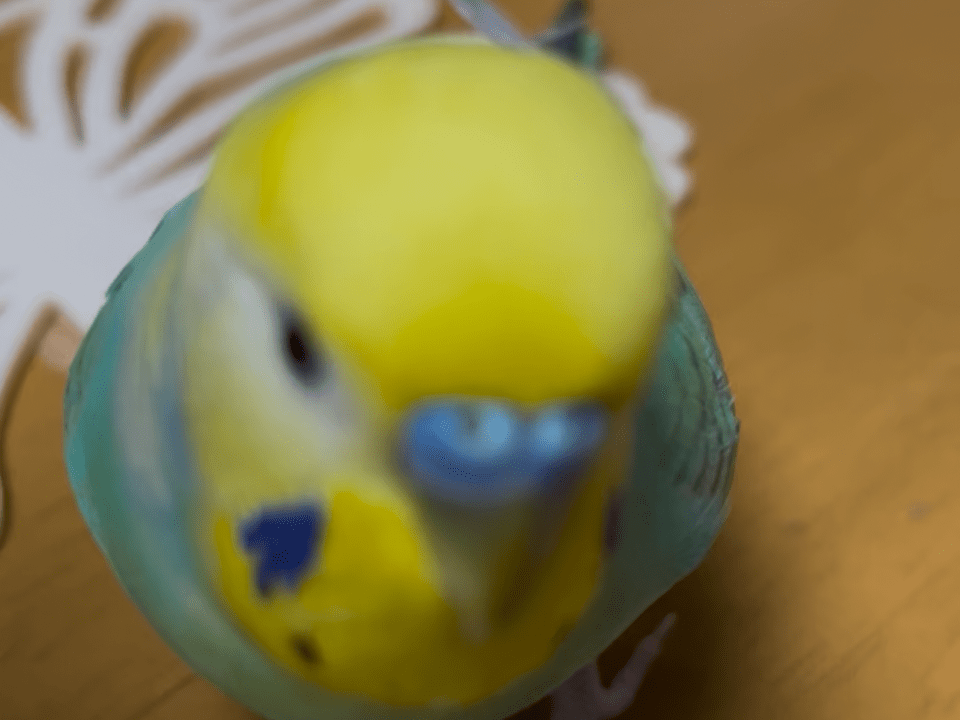 くーちゃん