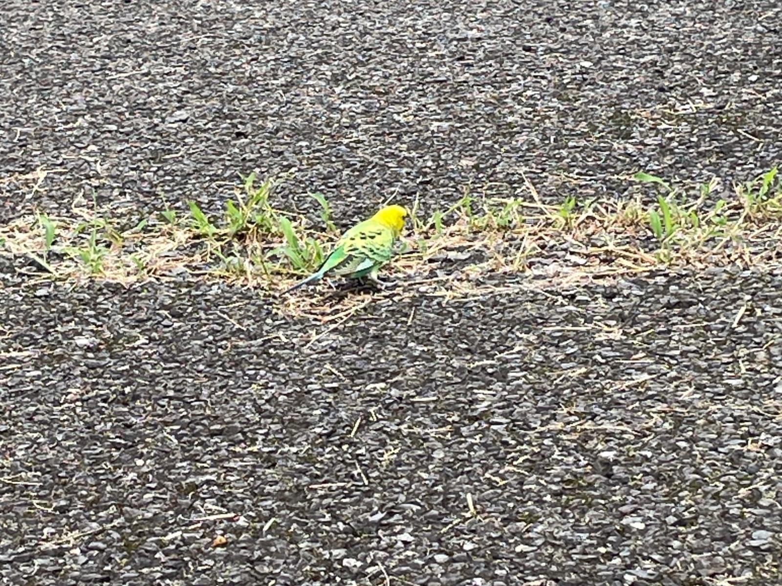 目撃された鳥