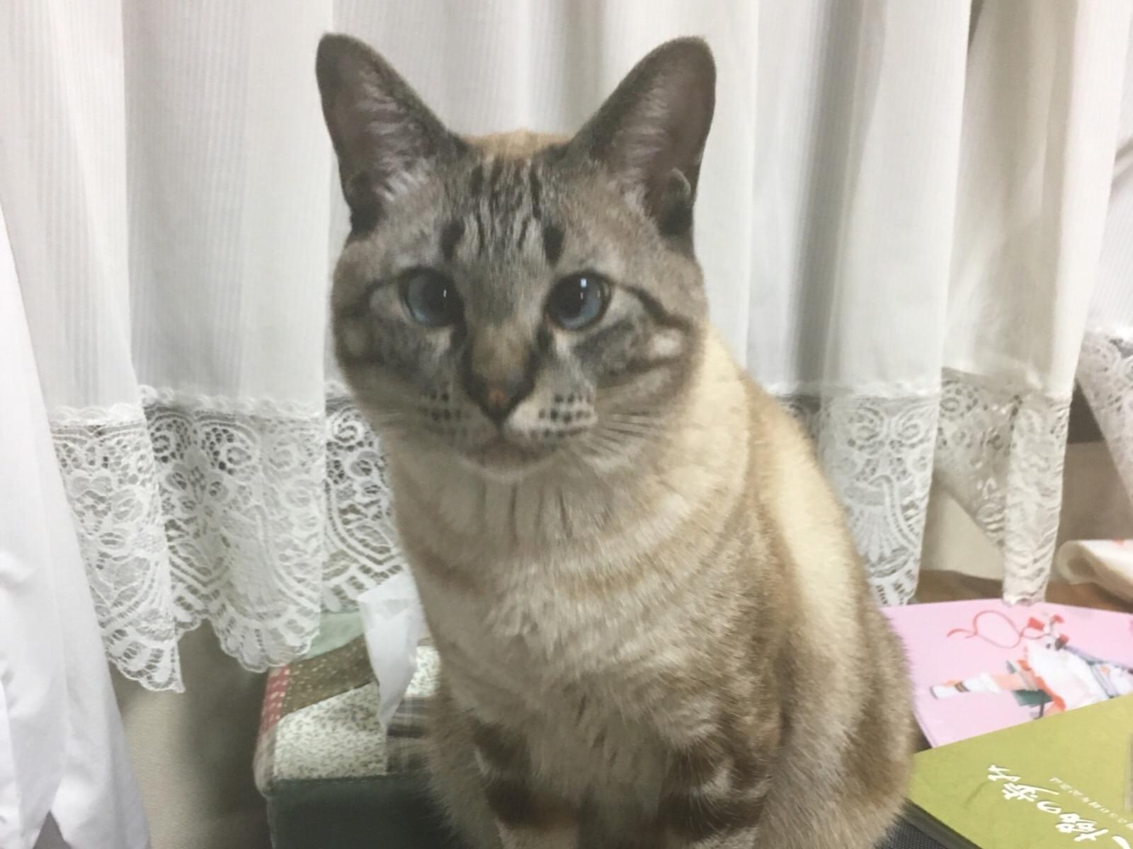 かんちゃん かんちゃん