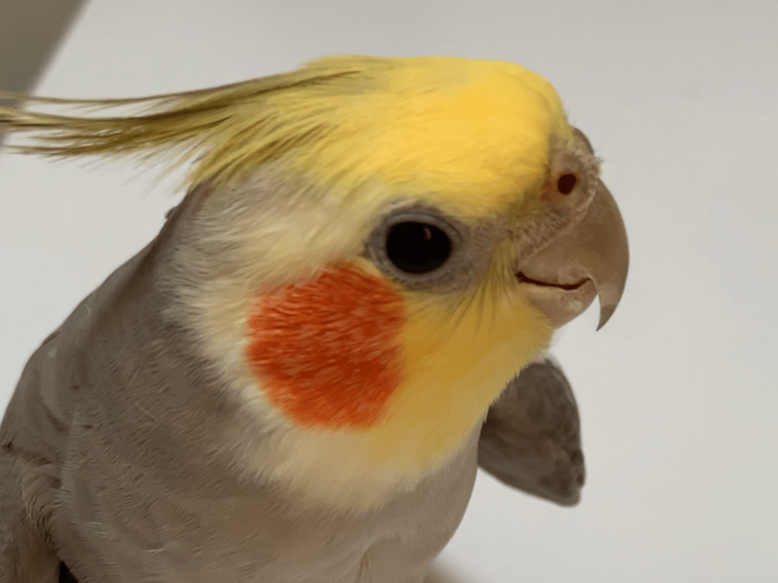 かめちゃん かめちゃん