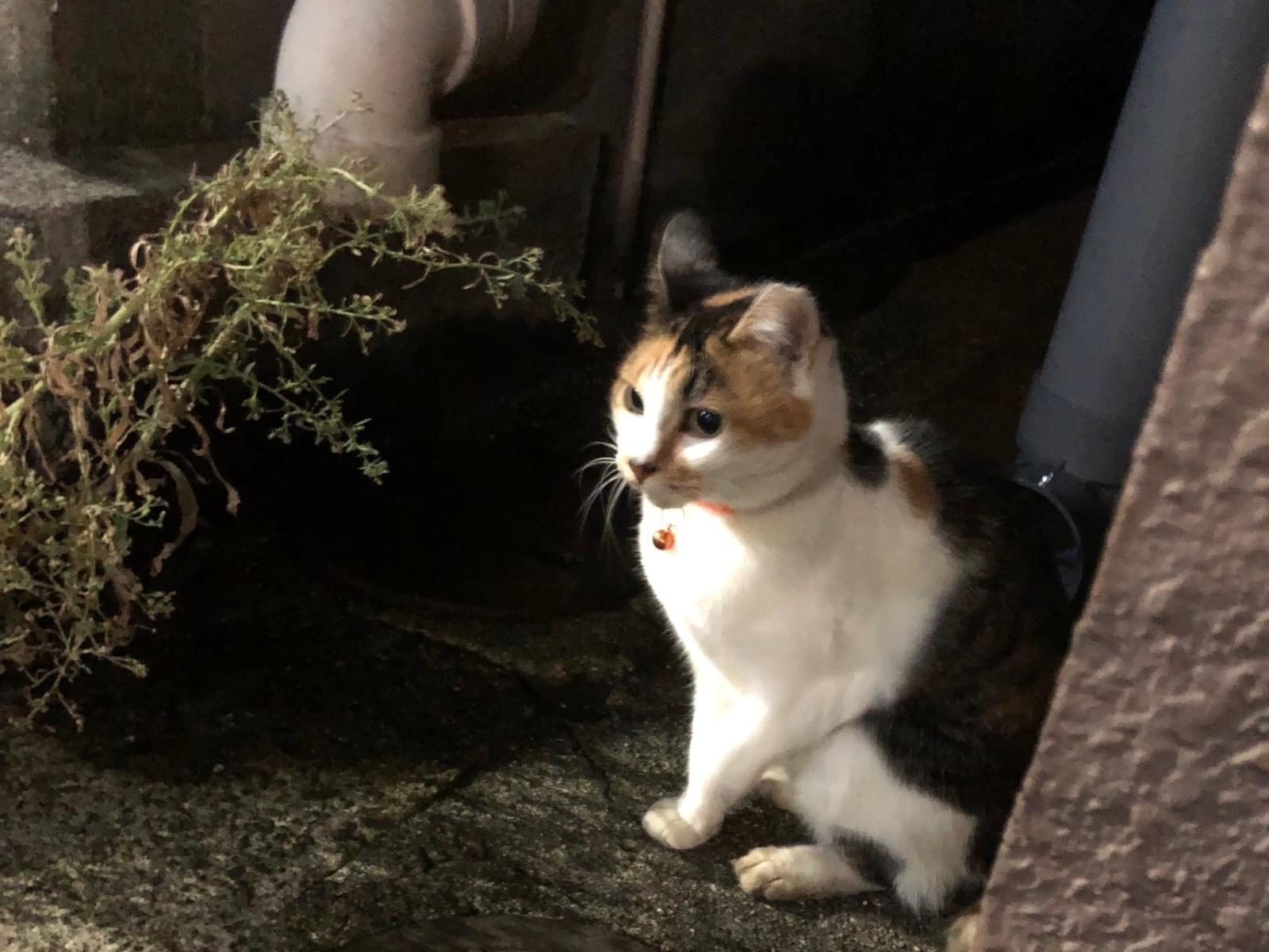 目撃された猫 目撃された猫