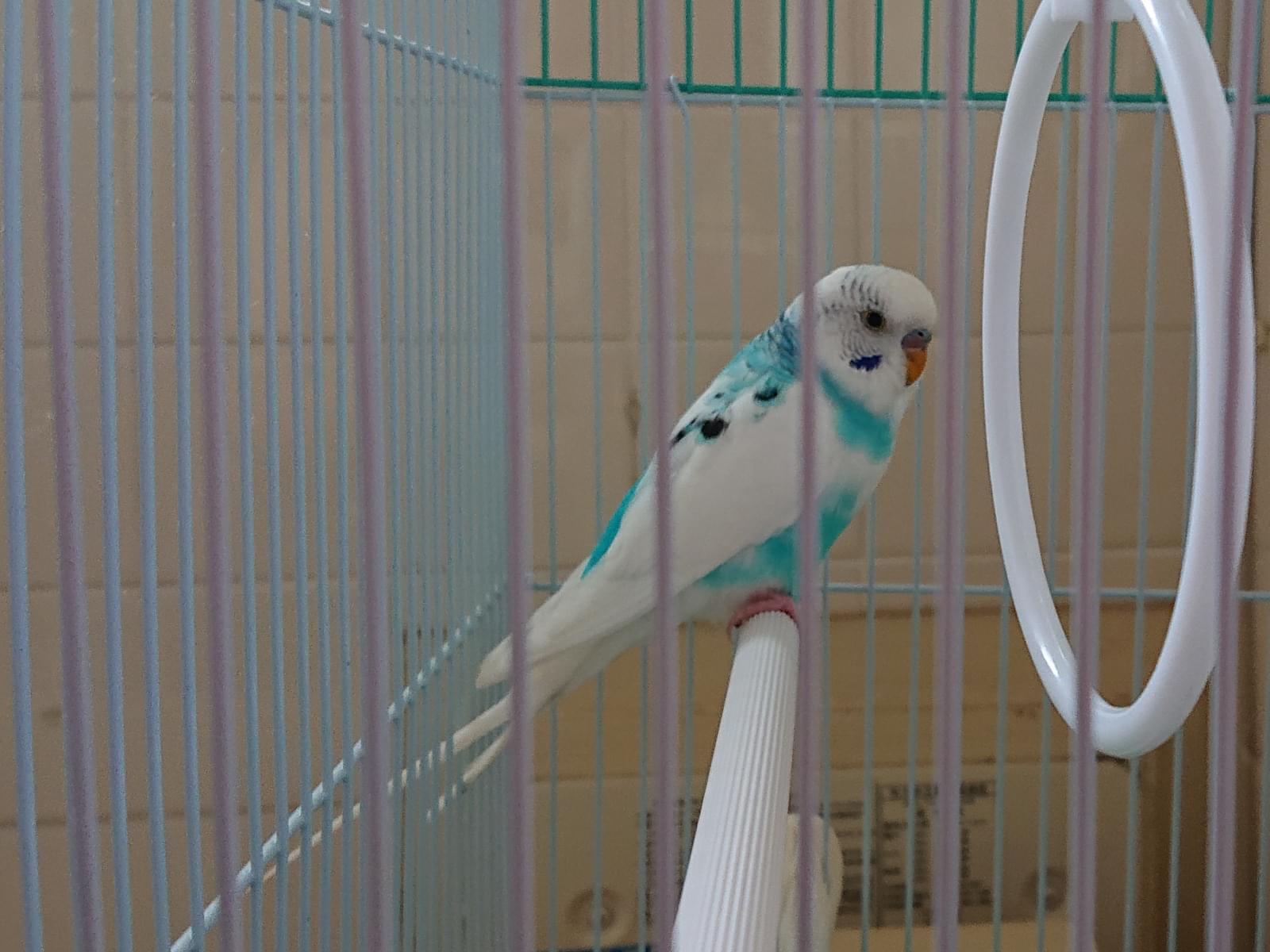 保護された鳥 保護された鳥