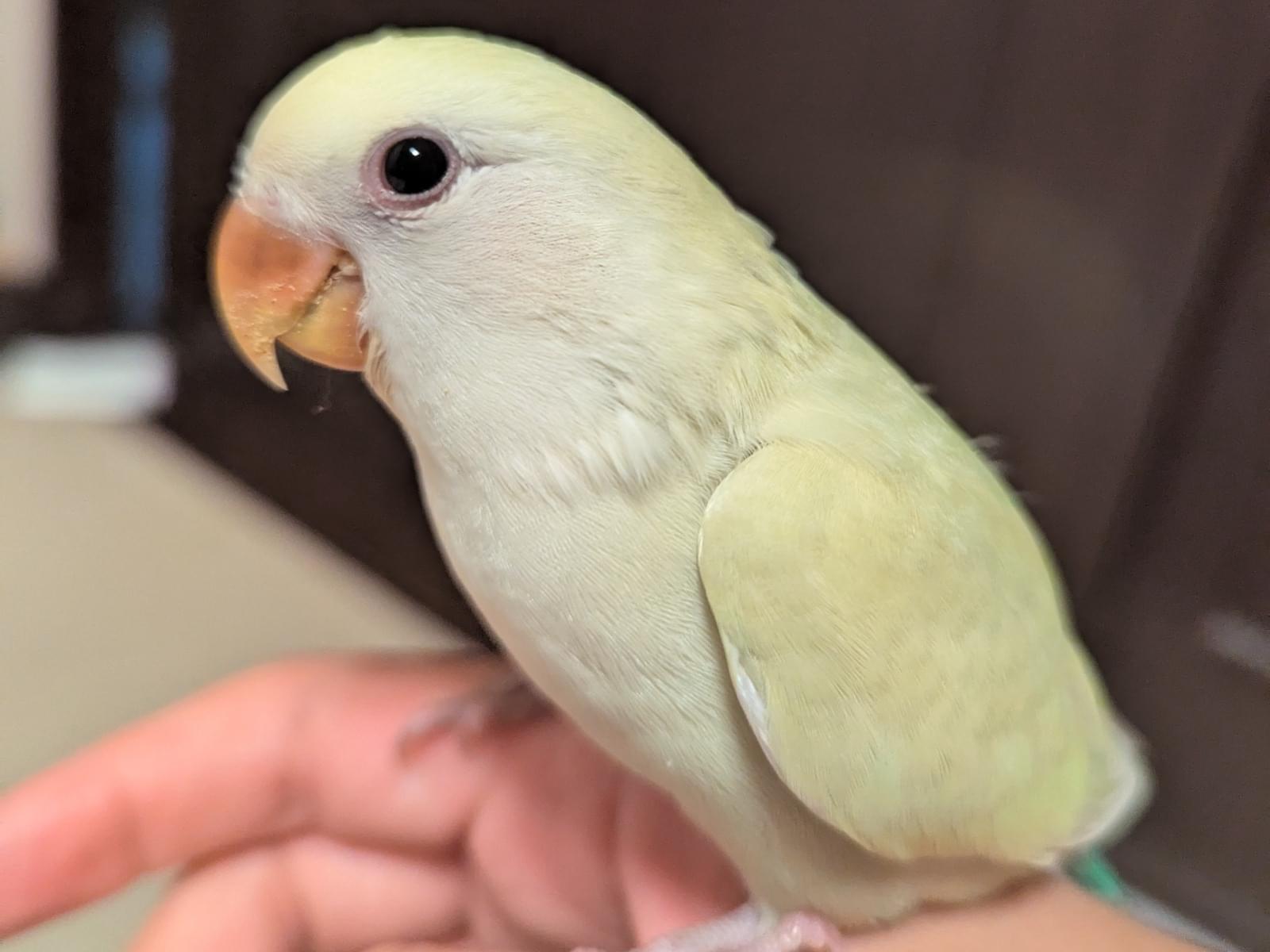 アステルちゃん アステルちゃん