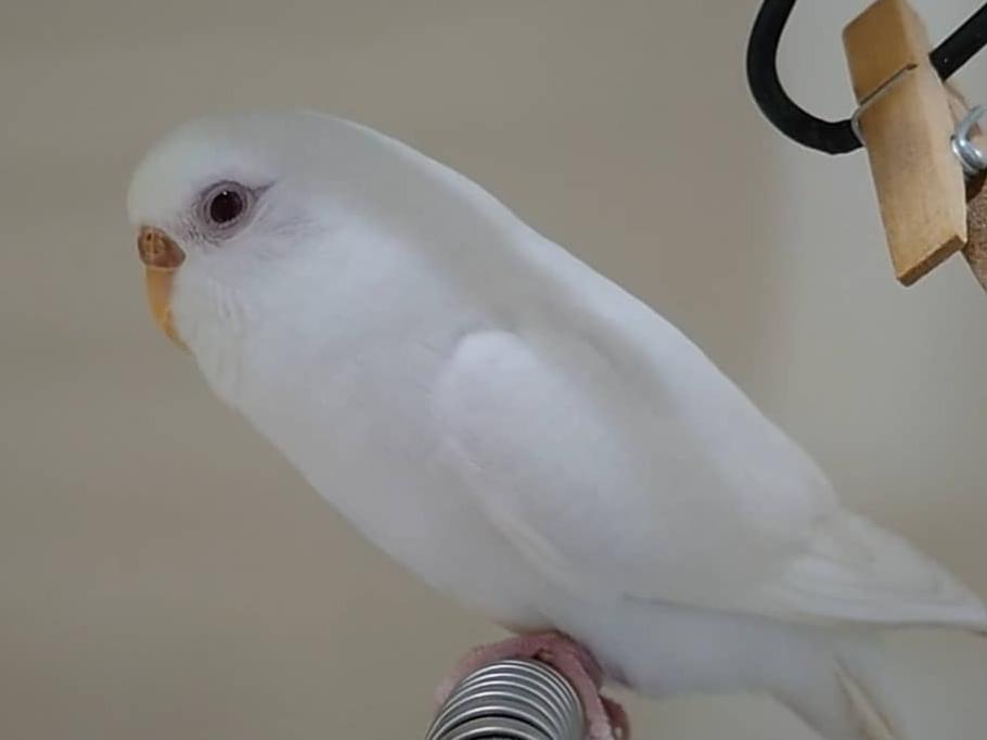 サスケちゃん サスケちゃん