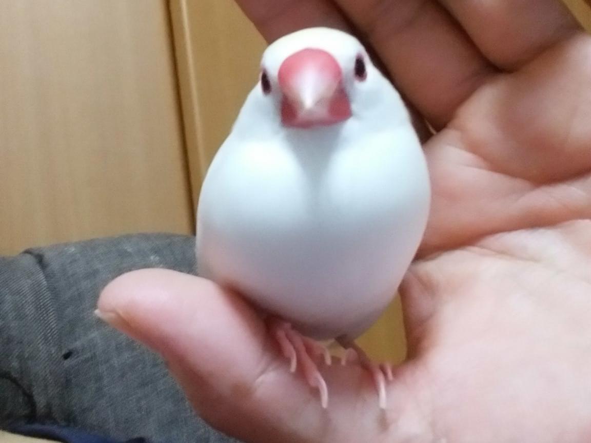 文鳥ちゃん 文鳥ちゃん