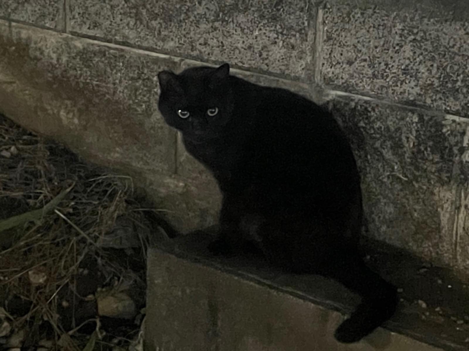 目撃された猫