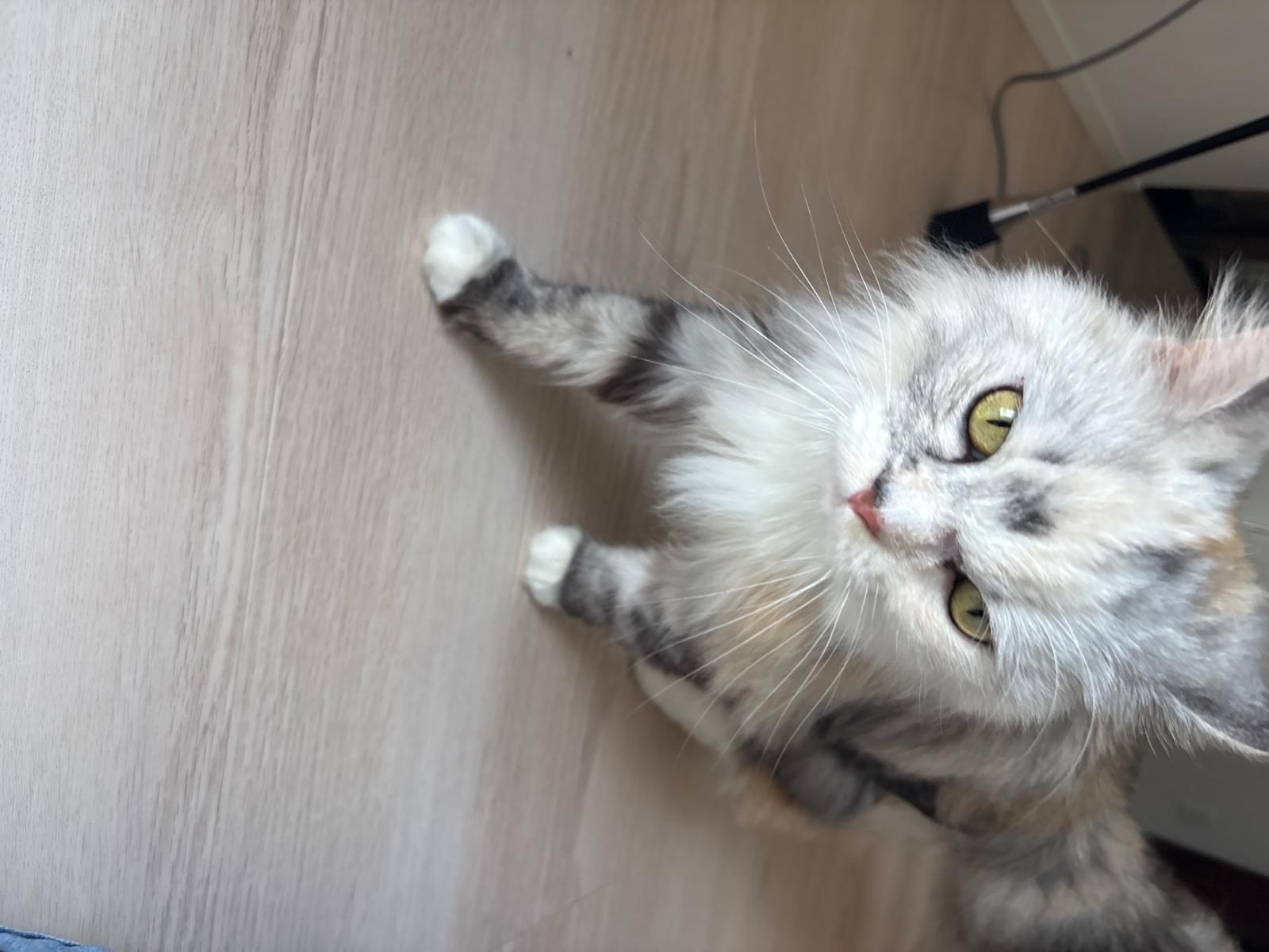 保護された猫 保護された猫