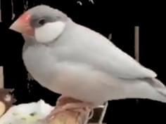 ぶんちゃん ぶんちゃん