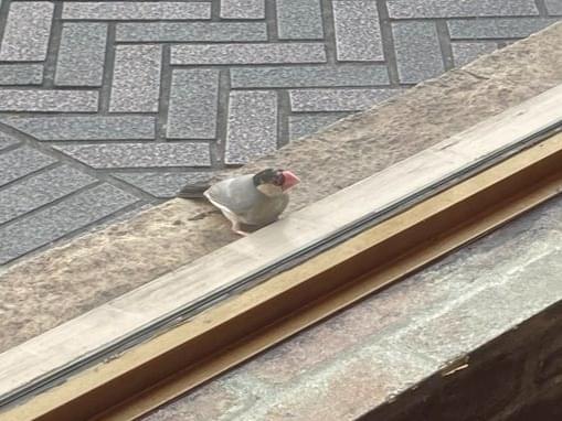 目撃された鳥 目撃された鳥