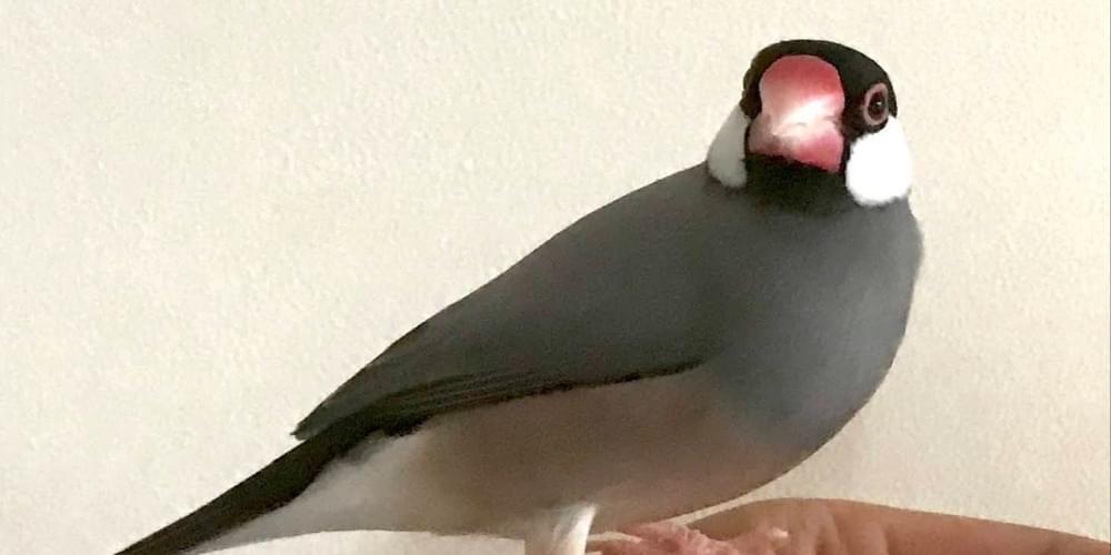 小柄で毛並みの綺麗な桜文鳥を探しています