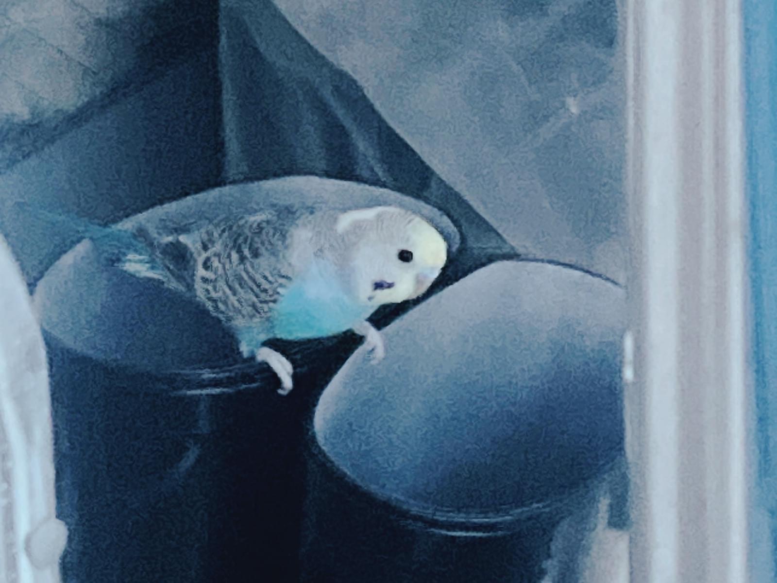 目撃された鳥 目撃された鳥