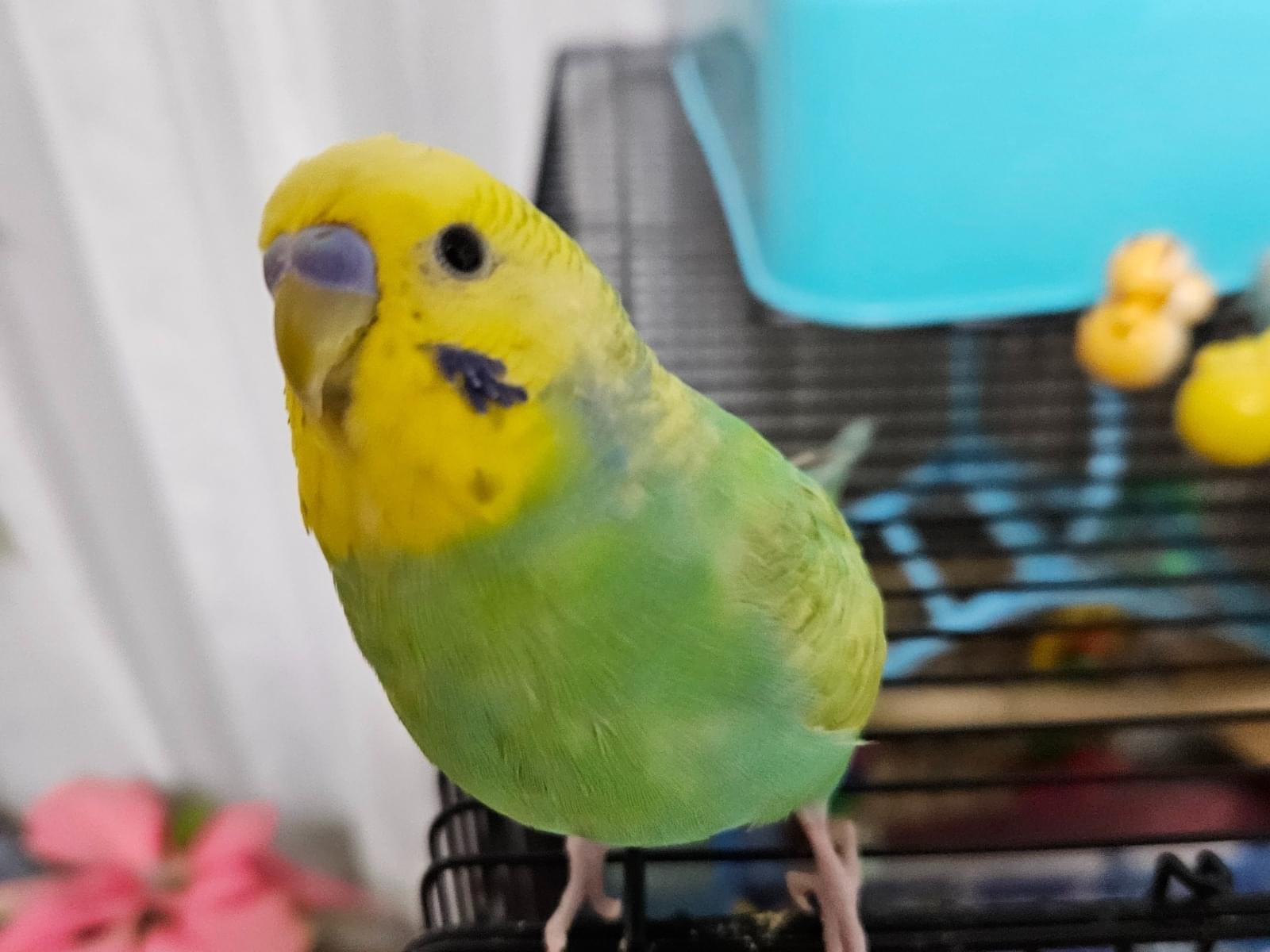 Limeちゃん