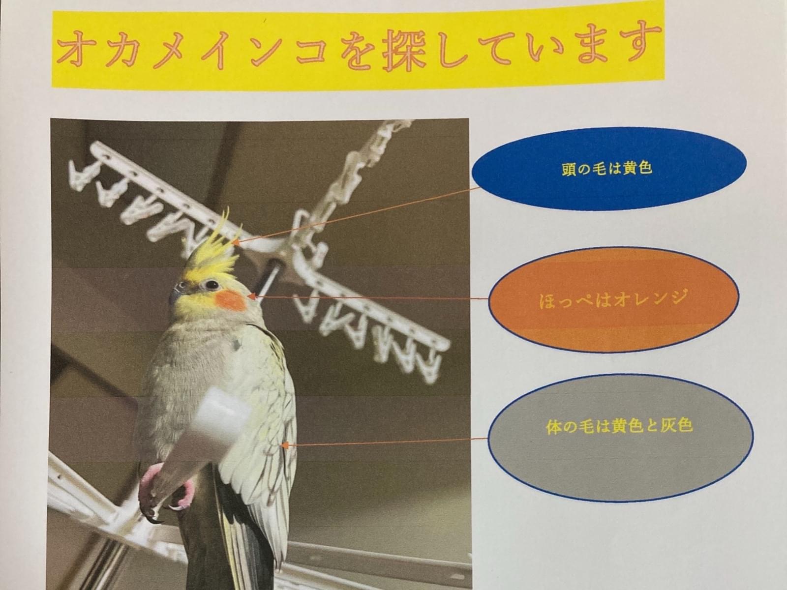 ココちゃん ココちゃん