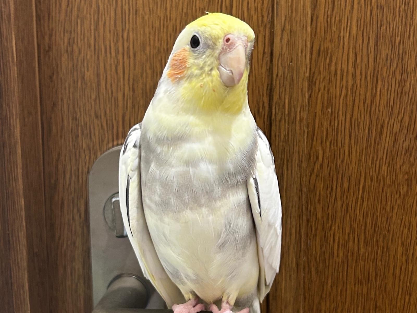 きんちゃん きんちゃん