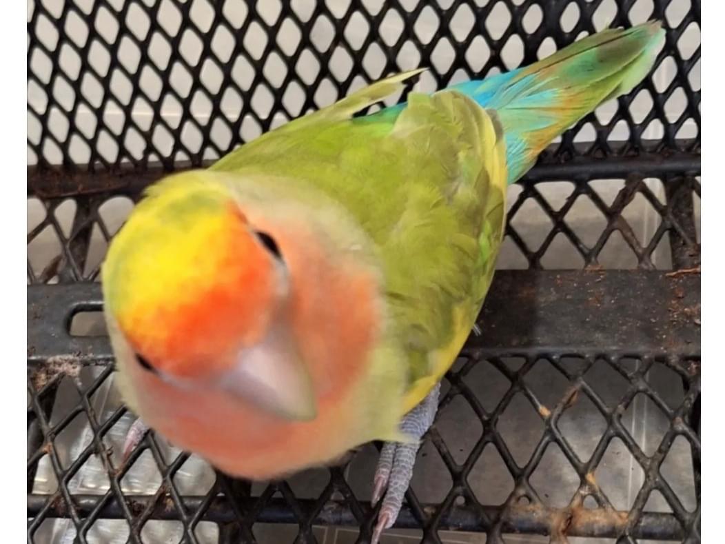 保護された鳥 保護された鳥