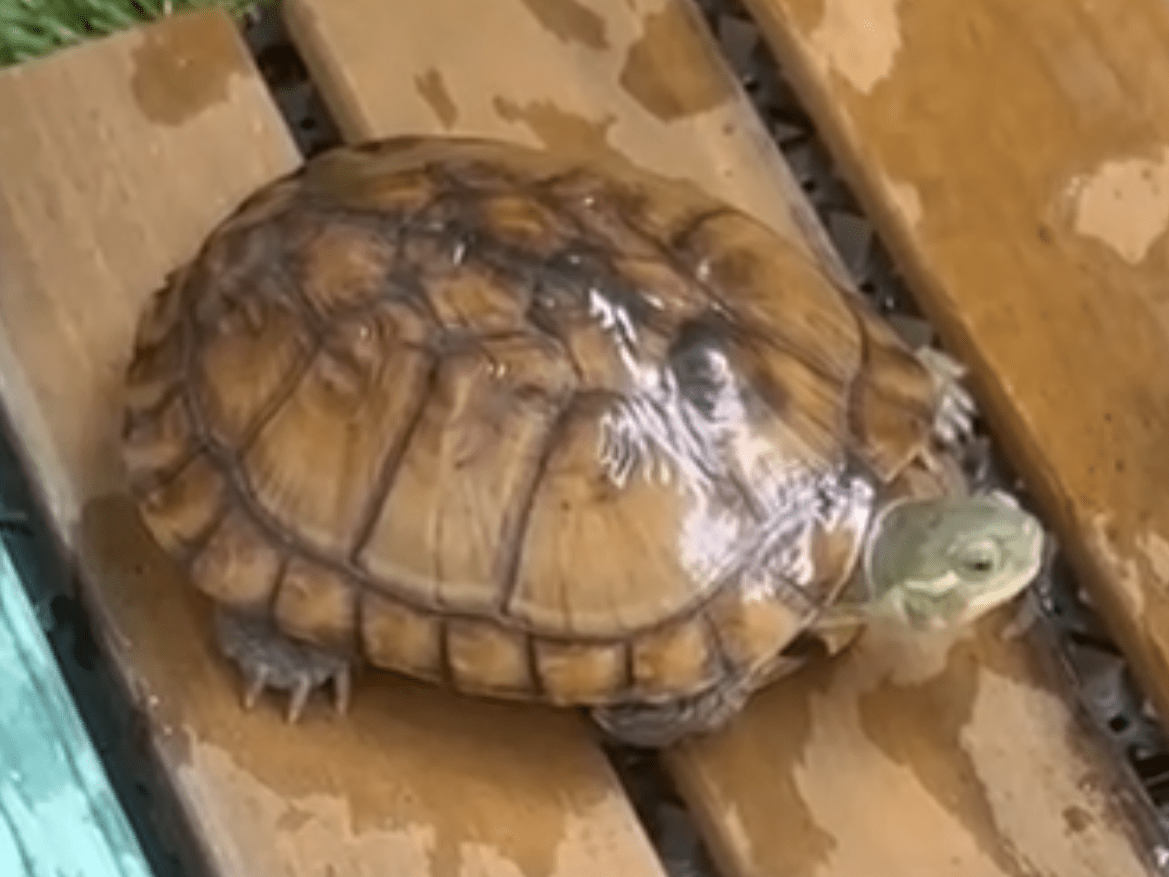 ミケランジェロちゃん ミケランジェロちゃん
