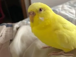 愛知の迷子の鳥 190件