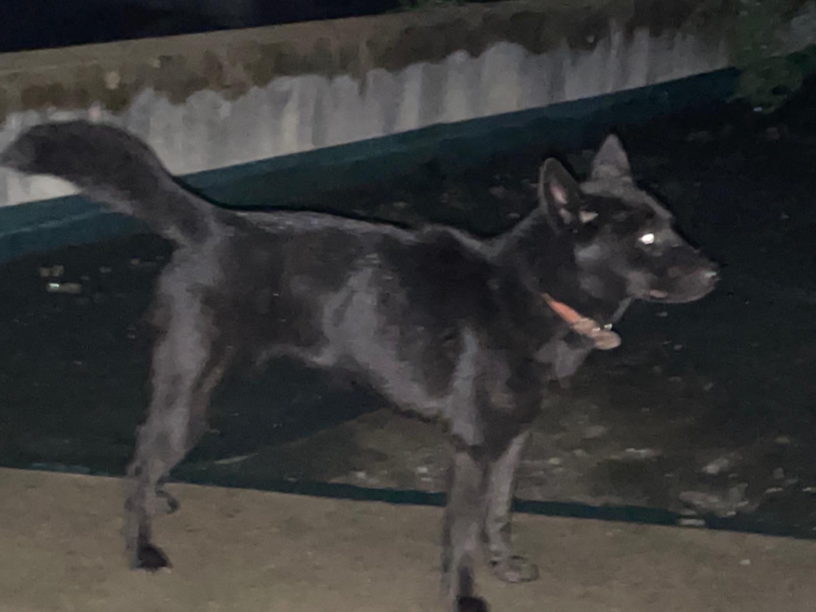 目撃された犬 目撃された犬
