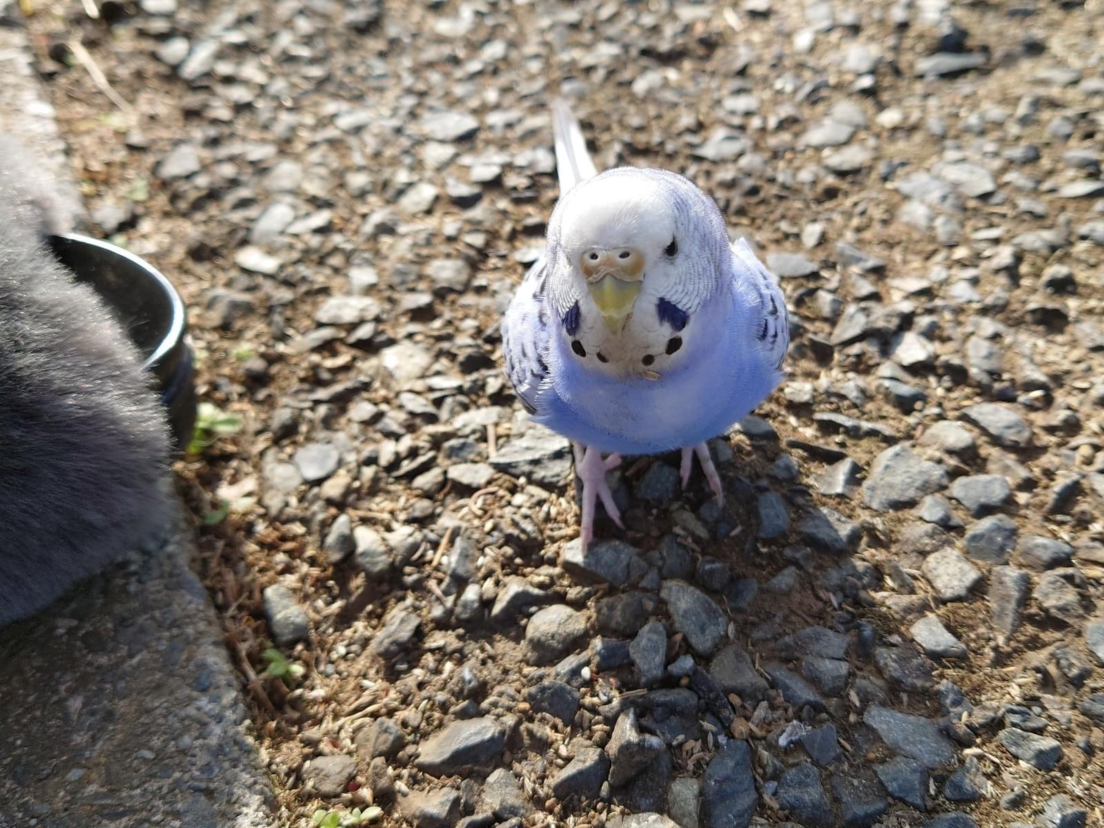 保護された鳥 保護された鳥