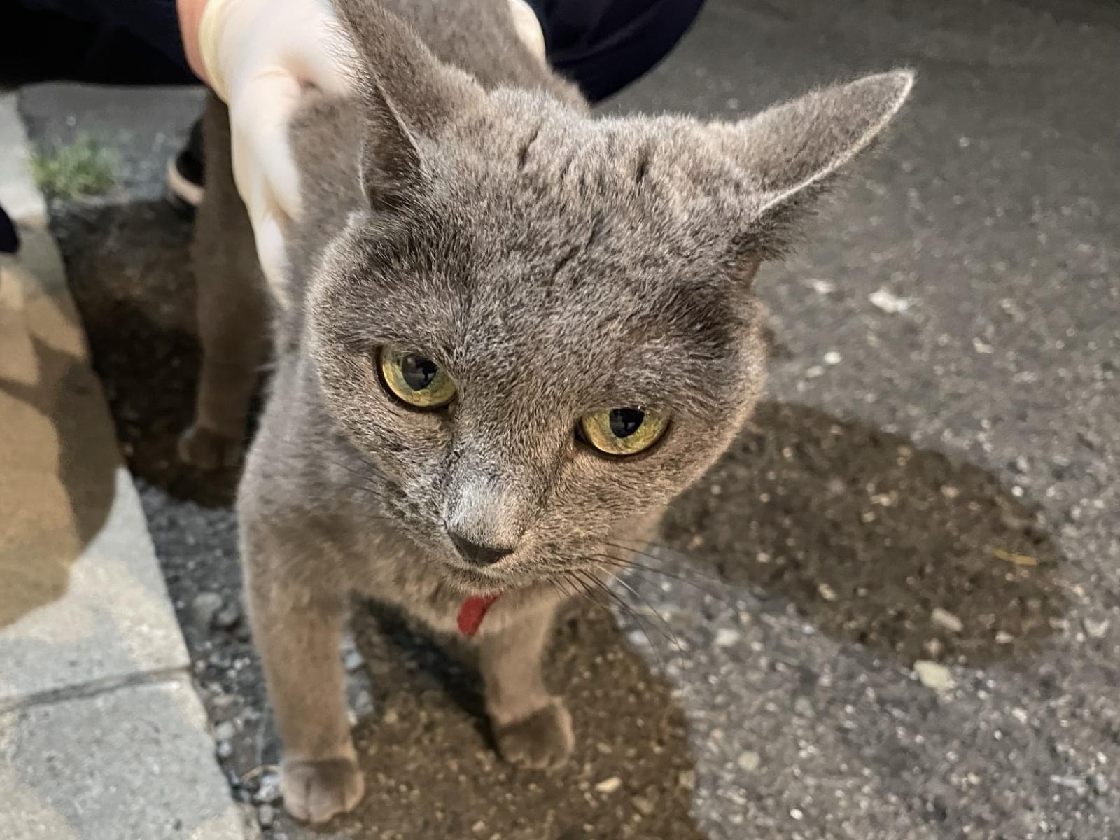 目撃された猫 目撃された猫