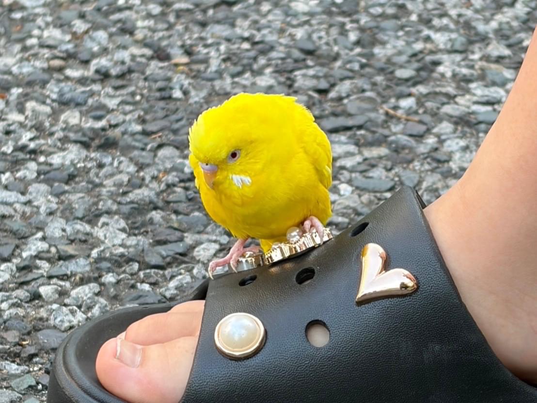 保護された鳥