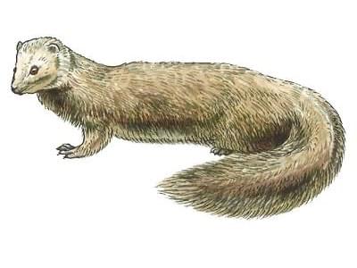 目撃されたペット 目撃されたペット