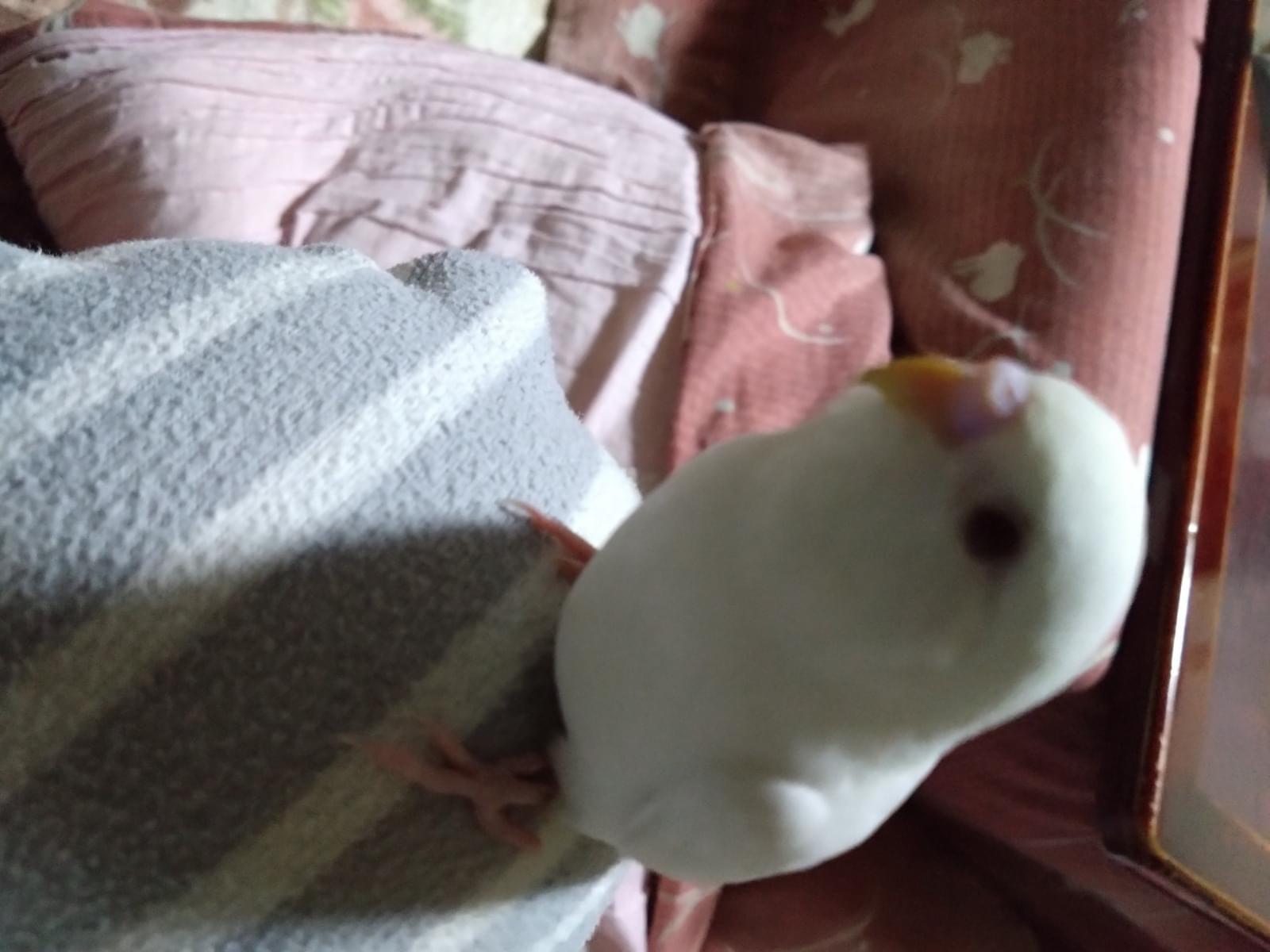 ゆばちゃん ゆばちゃん