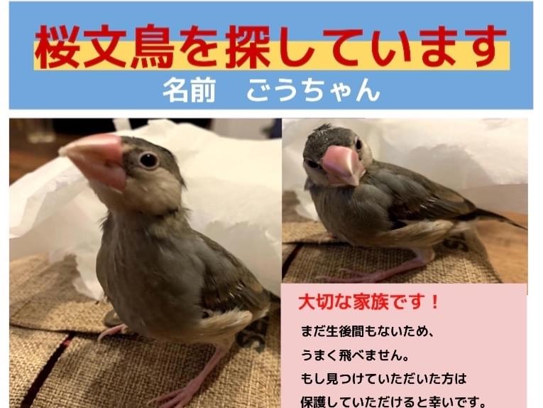 ごうちゃん ごうちゃん