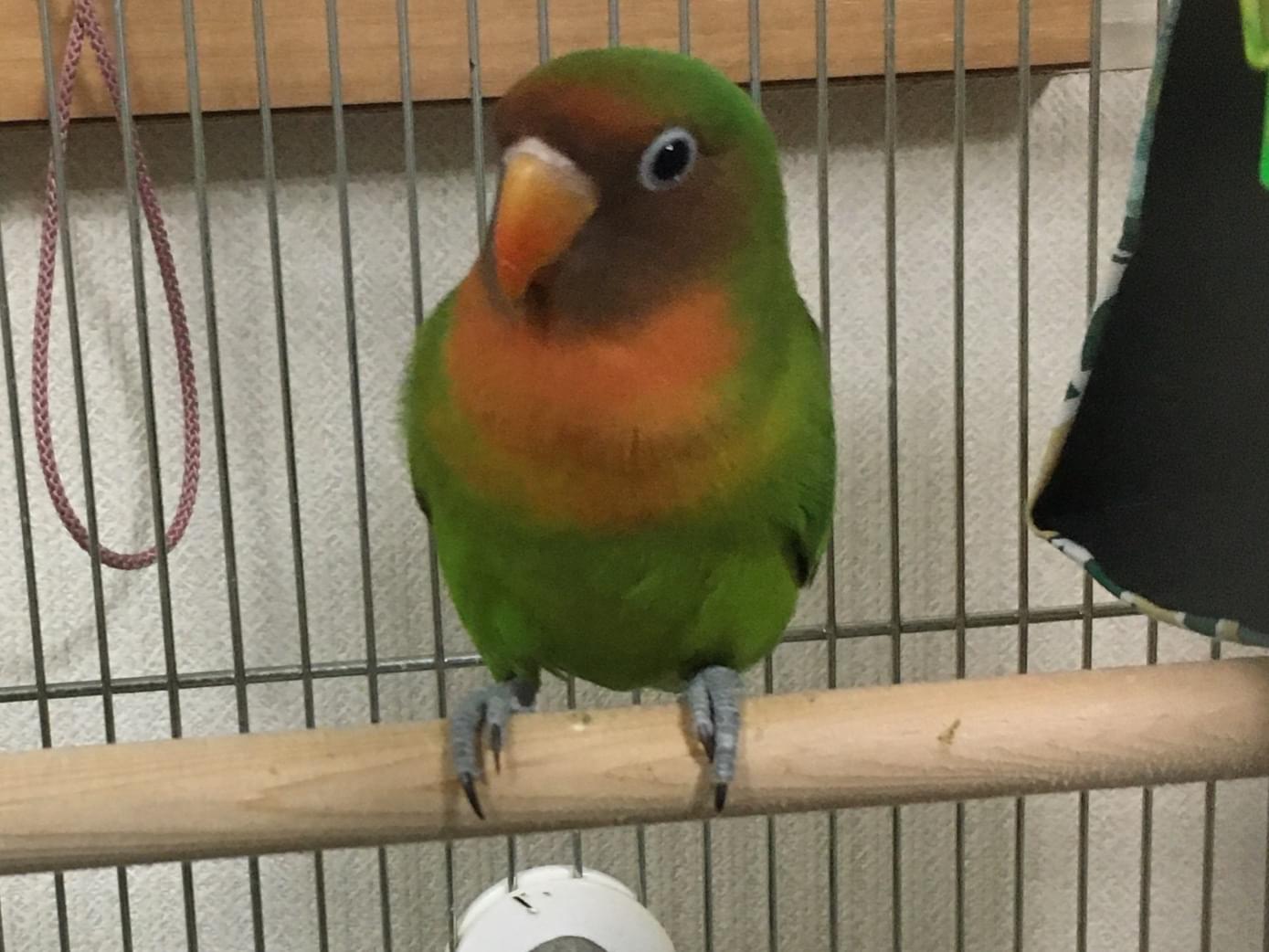 保護された鳥 保護された鳥
