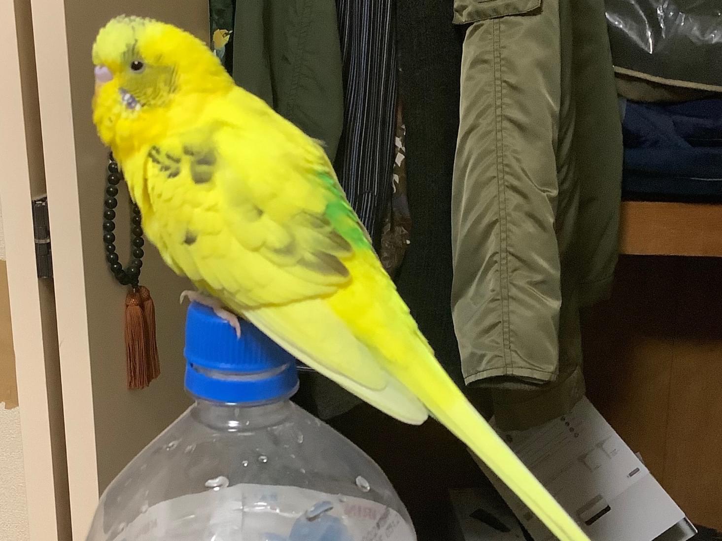 オリーブちゃん オリーブちゃん