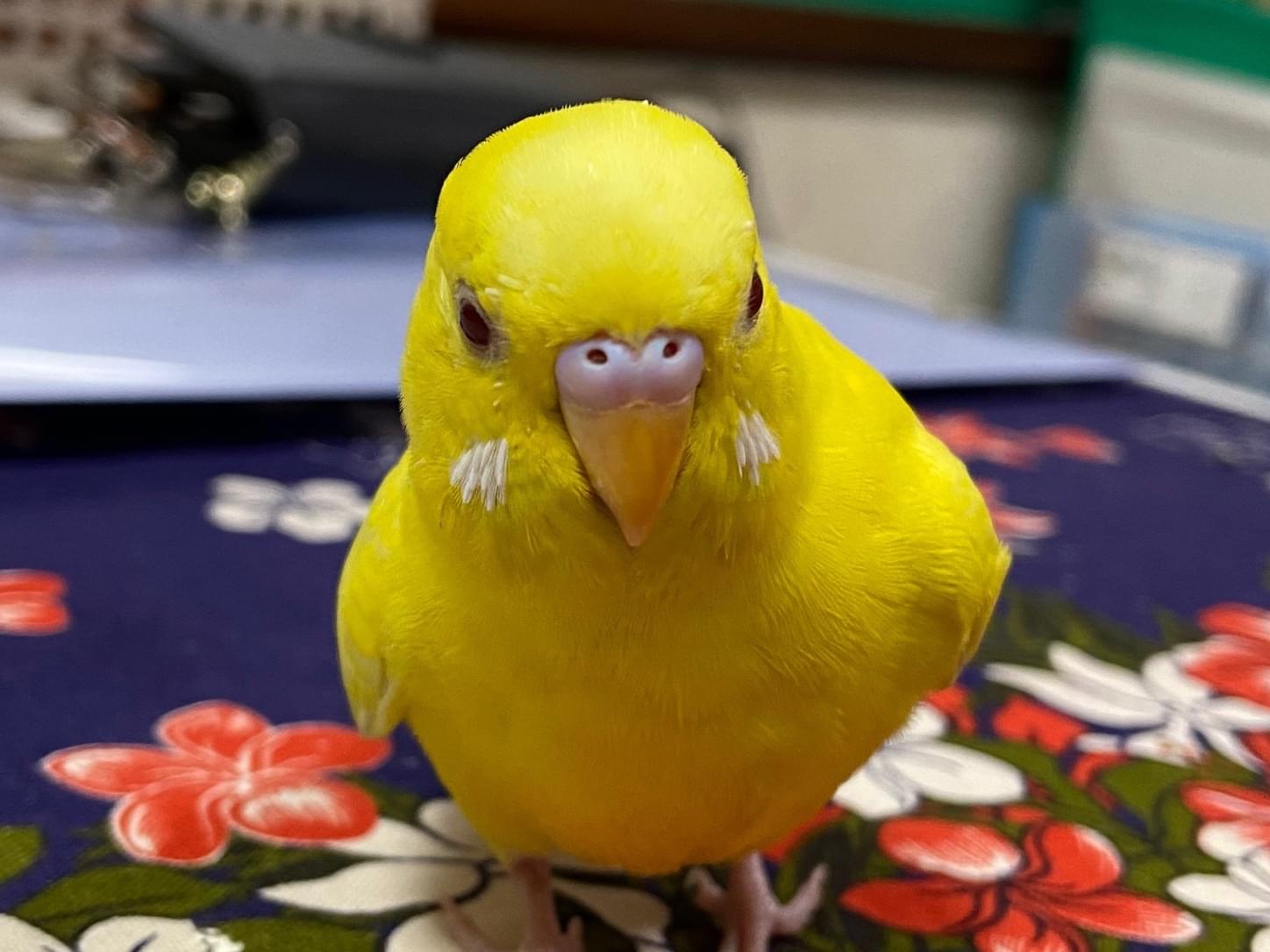 ルーちゃん ルーちゃん