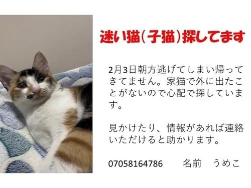 口元に黒いブチがある鍵尻尾の三毛猫です