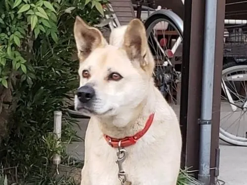 雑種 中型犬 クリーム色のワンコを探しています