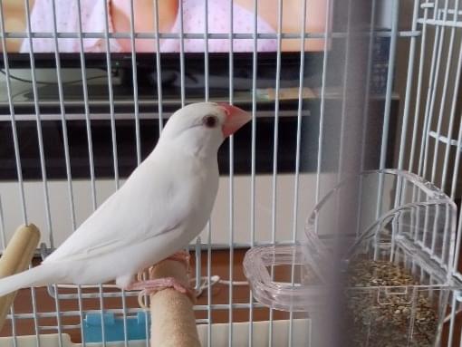 保護された鳥 保護された鳥