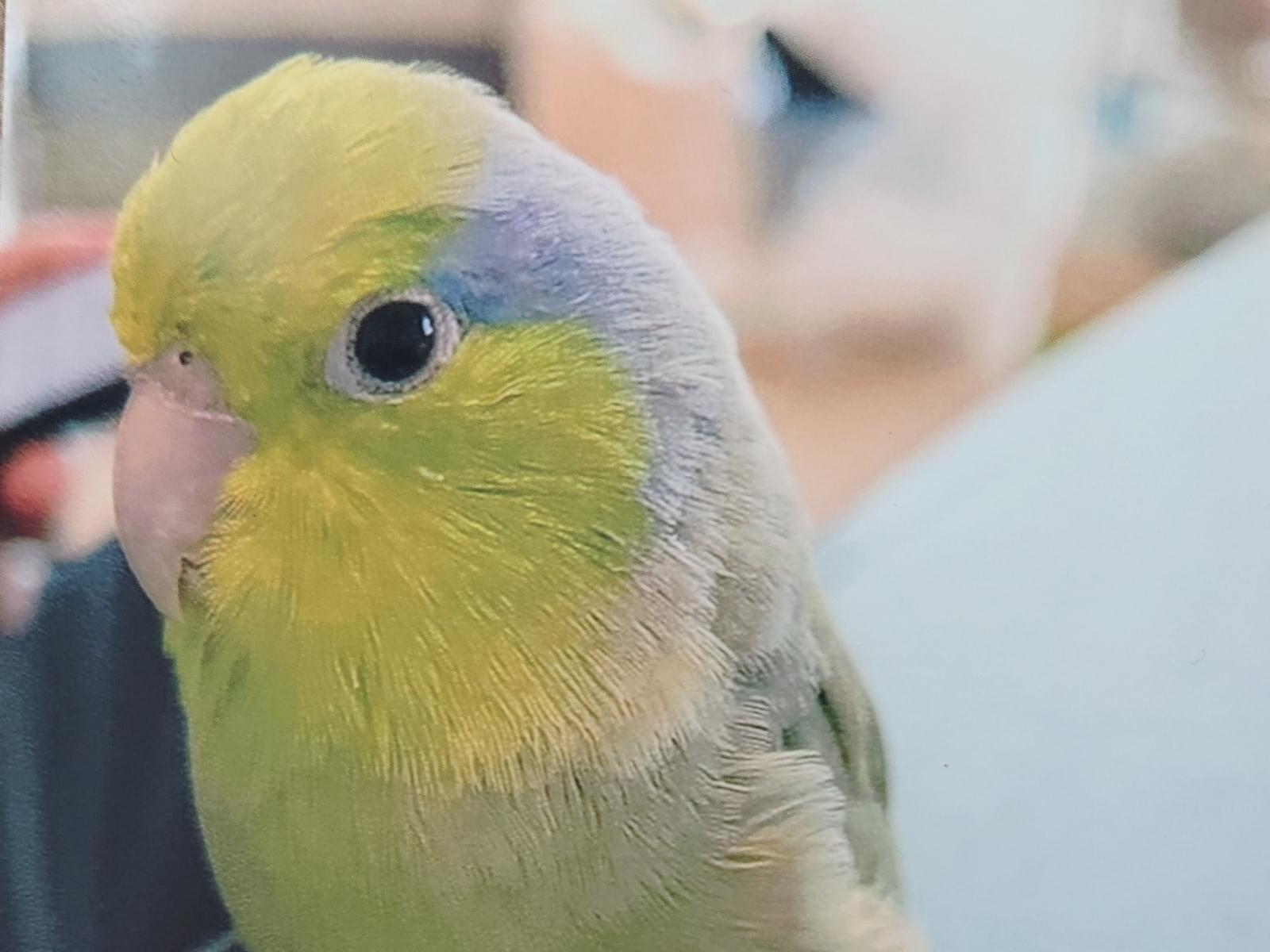 コジローちゃん コジローちゃん