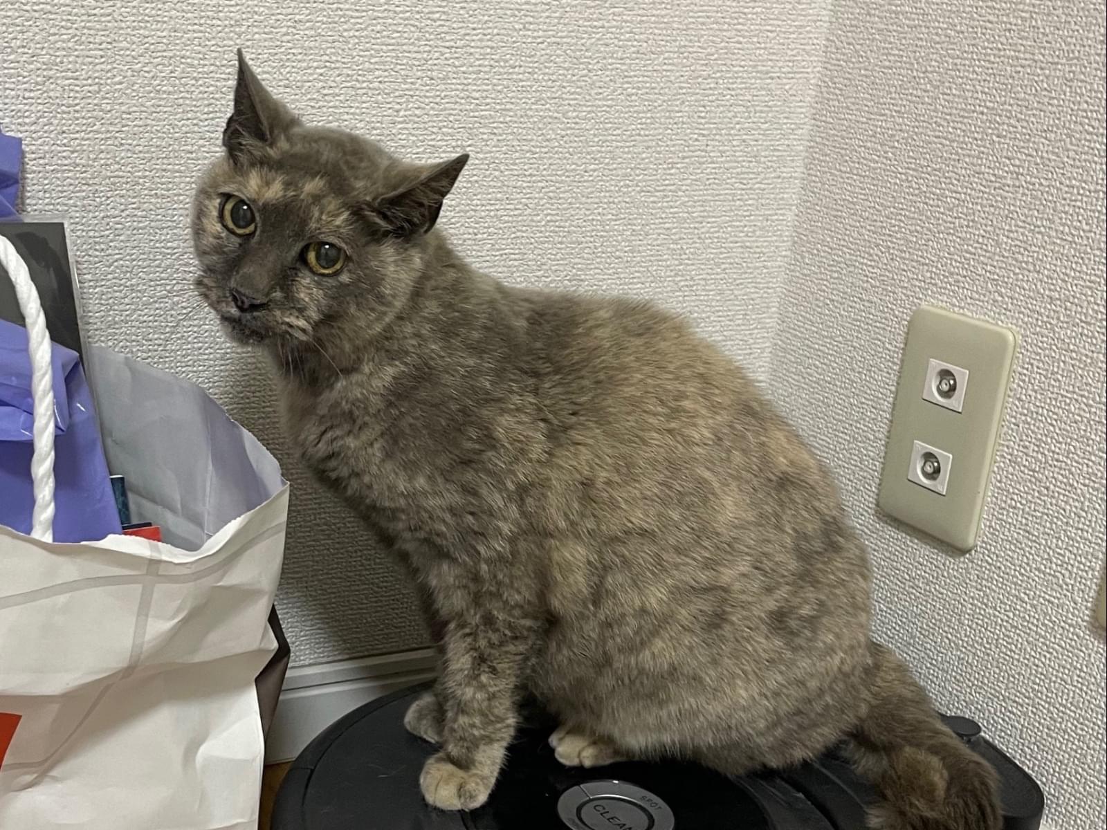 保護された猫 保護された猫