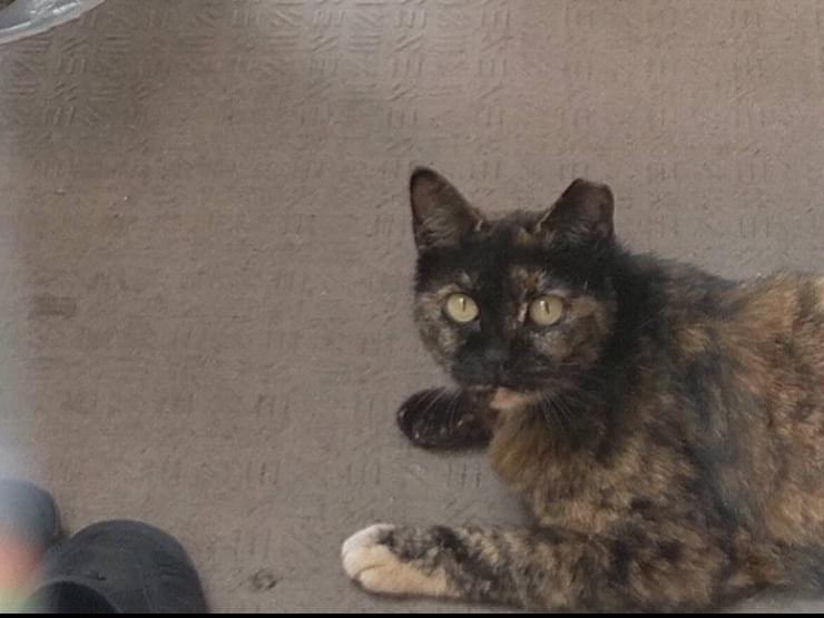 目撃された猫 目撃された猫