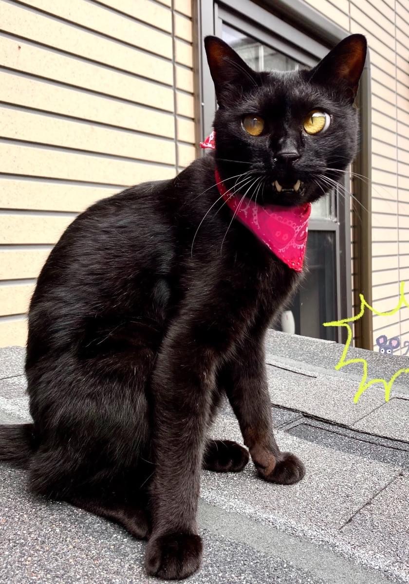 流山市、黒猫探しています!