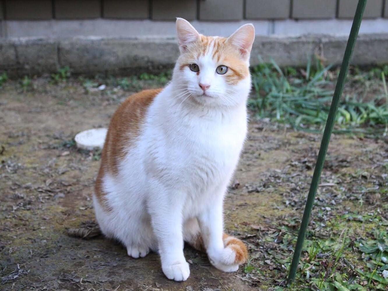 目撃された猫 目撃された猫