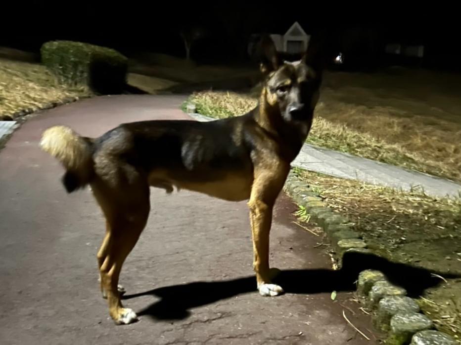 目撃された犬 目撃された犬