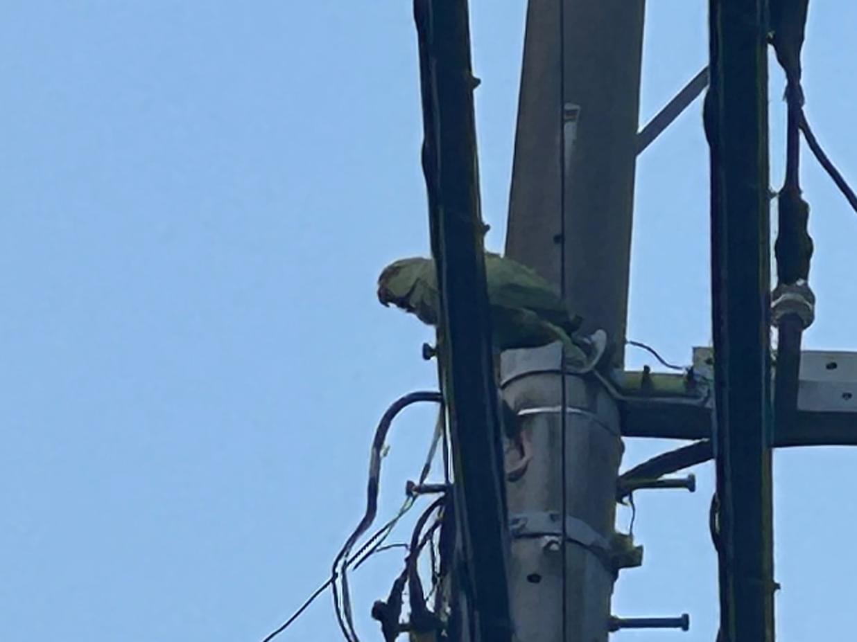 目撃された鳥 目撃された鳥