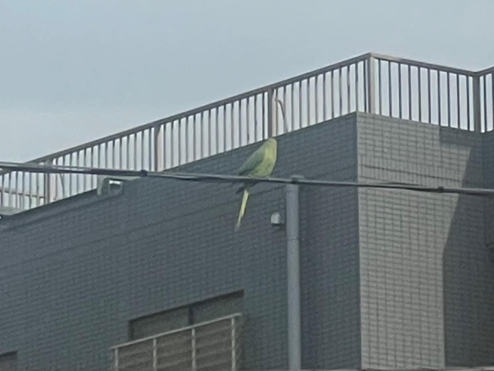 目撃された鳥 目撃された鳥