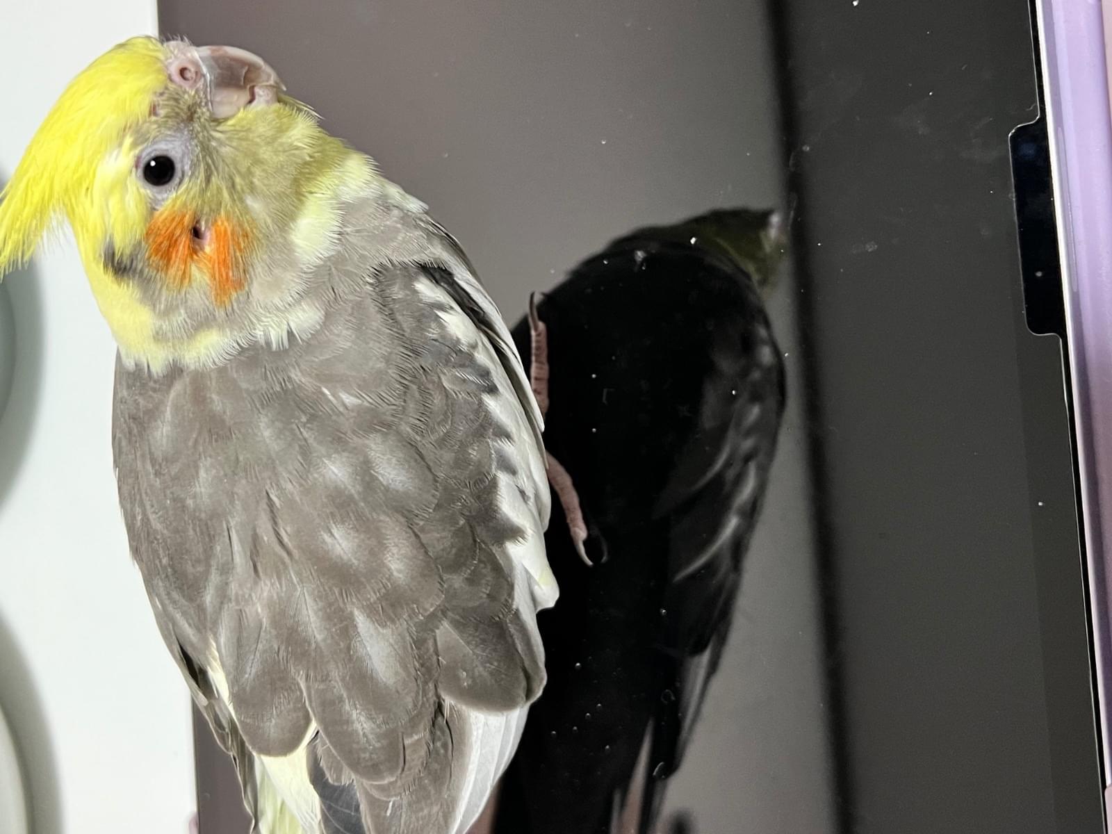 ちょんぼちゃん