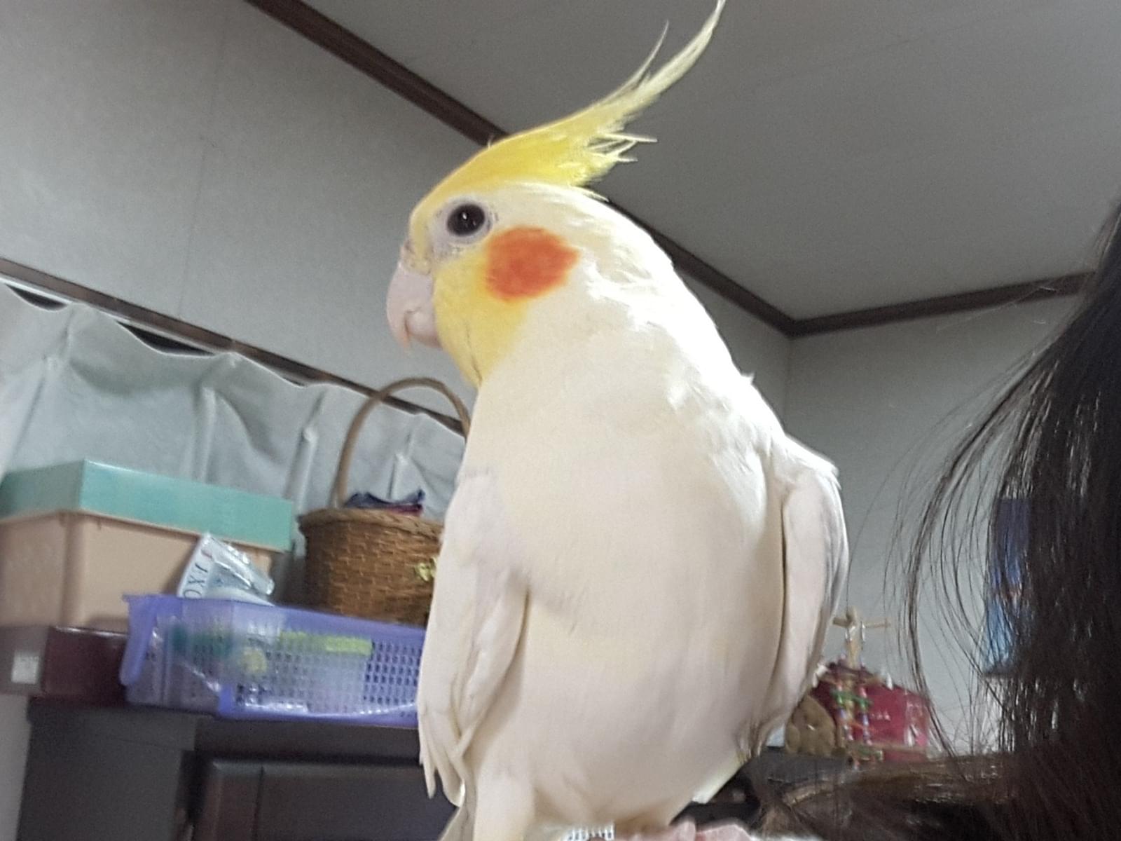 マロンちゃん マロンちゃん
